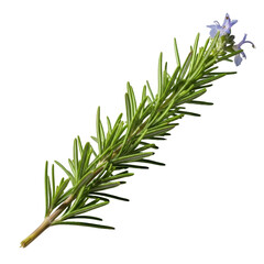 Fototapeta premium Flowering Rosemary Sprig