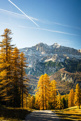 Autumn in the Dolomites. Explosion of colors towards sunset. Enrosadira and larch forests