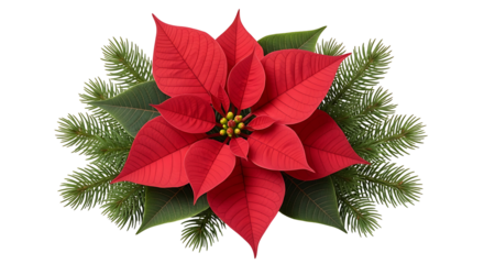 Vibrant red poinsettia flower surrounded by evergreen branches