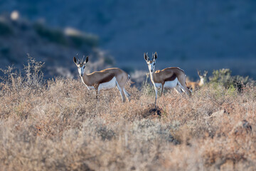 The Springbok at Karoo NP South Africa 