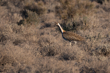 The Ludwig bustard at Karoo NP Soth Africa. A very shy bird  © Lex