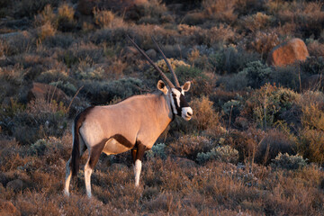 Oryx Gazella at Karoo NP South Africa 