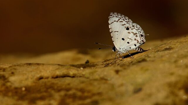 A closeup view of a Megisba malaya, known as the Malayan butterfly, gently puddling on moist earth in its natural forest habitat during the autumn season in Himachal Pradesh, India.