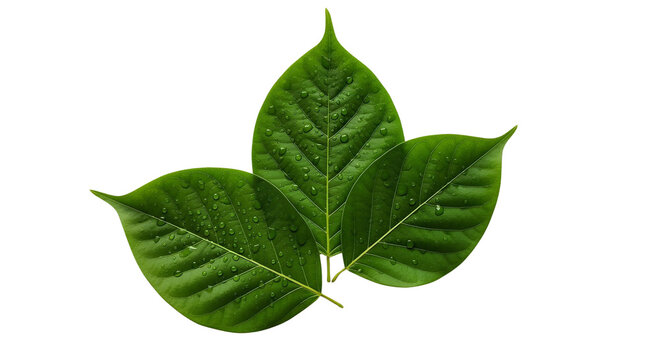 Sacred bel patra leaves green fresh, isolated on white
