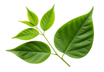 Obraz premium Untitled design