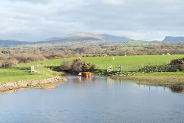 Brown and white cow crossing a river between green fields