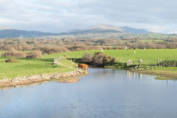 Brown and white cow exiting a river crossing between green fields