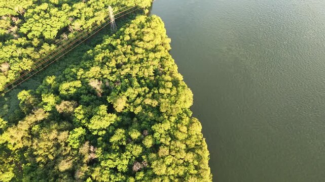 Aerial view of lush green trees meeting the edge of a calm body water