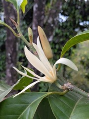 white cempaka flowers in the flower garden