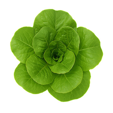 Fresh Lettuce X&agrave; L&aacute;ch Head PNG Transparent
