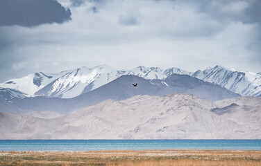 A black bird of prey flies over Lake Karakul in the highlands of the Pamirs in the Tien Shan Mountains, against a backdrop of mountain peaks and ridges covered with snow and glaciers