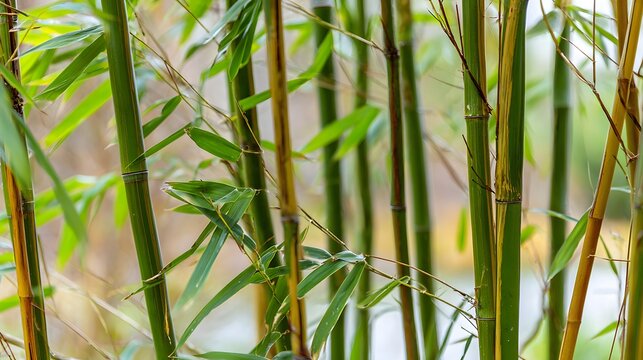 Bamboo forest with stalks clacking together in wind, natural daylight filtering through leaves