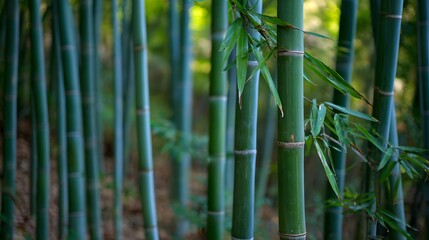 Fototapeta premium Bamboo forest with stalks clacking together in wind, natural daylight filtering through leaves