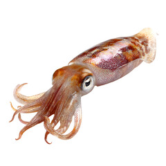 Fototapeta premium Fresh brown octopus on a white background as a seafood animal