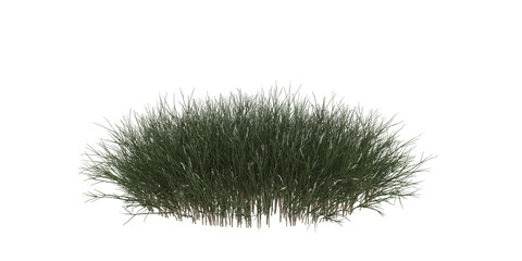 Dense Upright Green Grass Patch © Graphic