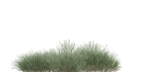 Ornamental Grass Cluster with Thin Green Blades