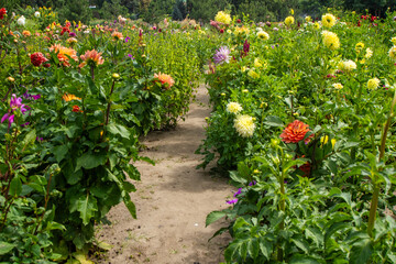 Colorful Dahlia Garden Path Flowers Garden. Abundance of Colorful Dahlias in Summer nature variety set of different varieties