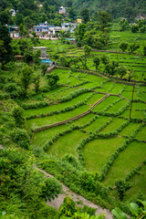 Terraced Basmati Rice Paddy Fields in the Hills of Dehradun, Uttarakhand during Monsoon Season