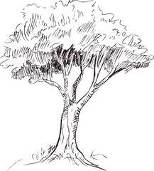 Black and white sketch of a leafy tree drawing