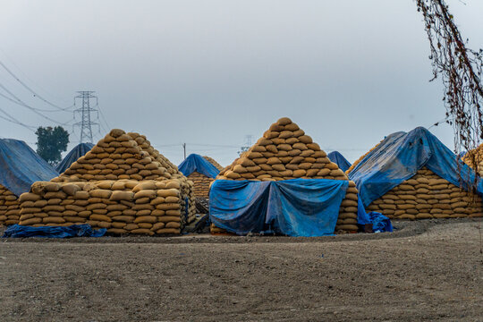 Packed rice paddy bags stored in Karnal Haryana godown after harvesting season marking end of Kharif season. India
