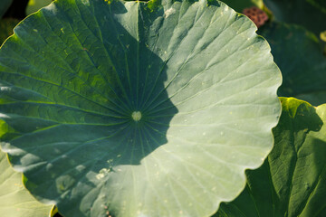 蓮の葉のテクスチャと自然のディテール