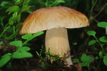 mushroom in the forest