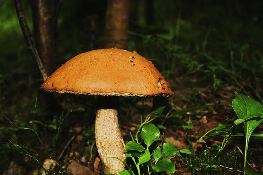 mushroom in the forest