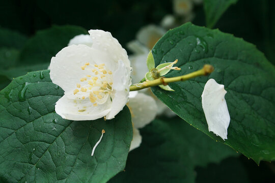 white flower with dew drops