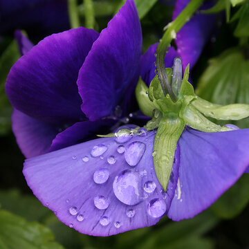 purple flower with water drops
