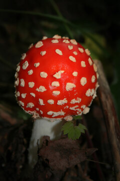 fly agaric mushroom