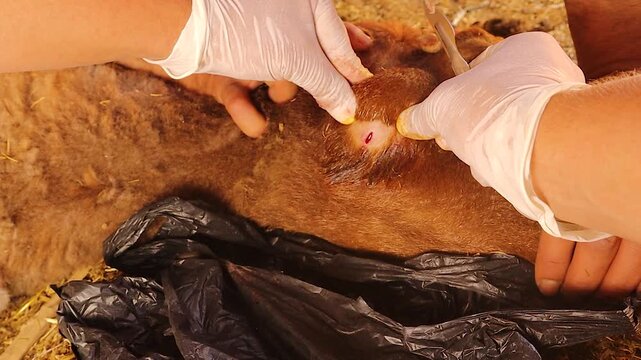 Veterinarian drains pus from a severe abscess on a sheep&rsquo;s jaw highlighting severe inflammation. Real field conditions in a remote area. Ideal for veterinary medicine