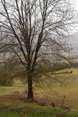 Fototapeta premium Solitary tree, bare of leaves at the end of autumn
