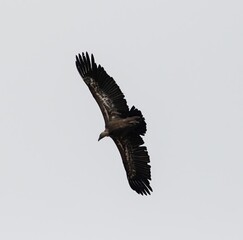 Griffon Vulture (Gyps fulvus) flying at Cazalla bird observatory near Tarifa in southern Spain.
