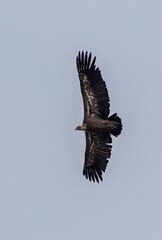 Griffon Vulture (Gyps fulvus) flying at Cazalla bird observatory near Tarifa in southern Spain.