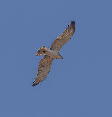 Obraz premium Short-toed Eagle (Circaetus gallicus) flying at Cazalla bird observatory near Tarifa in southern Spain.