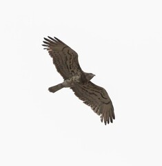 Short-toed Eagle (Circaetus gallicus) flying at Cazalla bird observatory near Tarifa in southern Spain.