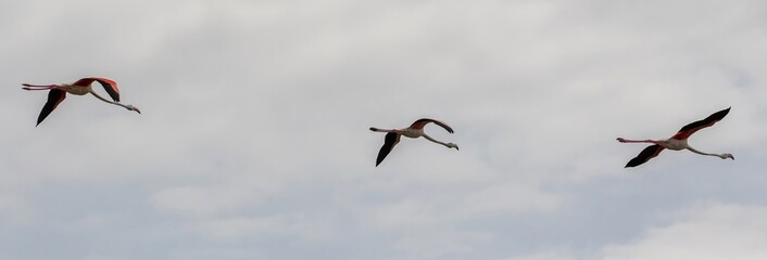 Greater Flamingo (Phoenicopterus roseus) flying at nature reserve Guadalquivir in southern Spain.