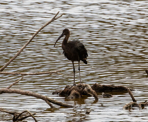 Glossy Ibis (Plegadis falcinellus) at nature reserve Guadalquivir in southern Spain.