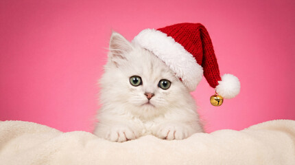 Fototapeta premium adorable white kitten in festive santa hat resting on soft blanket against bright pink background for holiday celebration