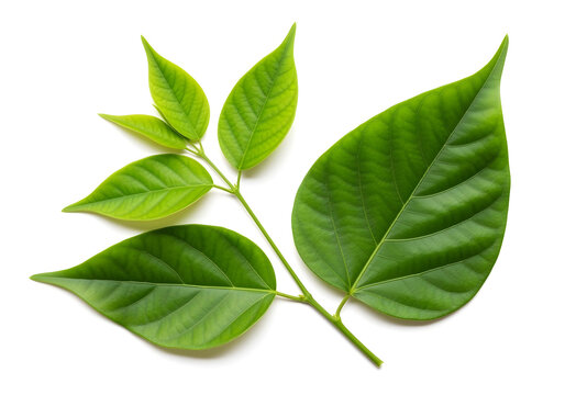 Sacred bel patra leaves green fresh, isolated on white