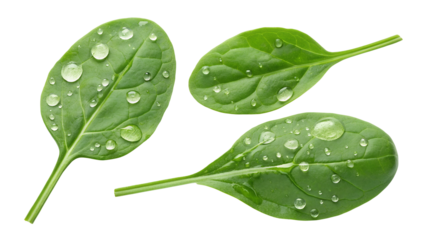 set of fresh spinach leaves with water drops isolated on white or transparent png