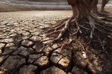 Drought's Embrace: Parched Land and Ancient Roots