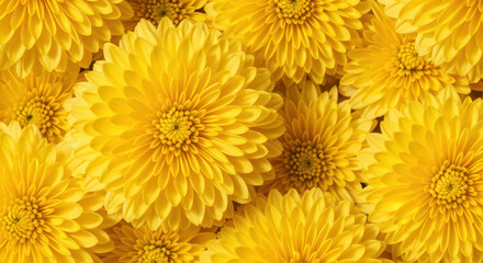 Fototapeta premium Golden yellow chrysanthemum blossoms forming a floral pattern with vibrant petals creating a bright cheerful botanical background