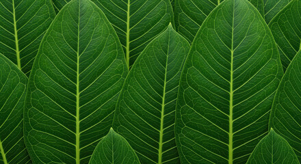 Lush symmetrical pattern of overlapping green tropical leaves with prominent veins creating a natural botanical background