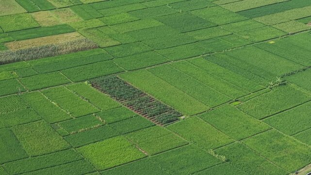 Aerial view of green rice fields in rural Java, Indonesia.