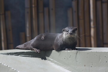 an otter sits on a sunlit concrete wallsea lion cub