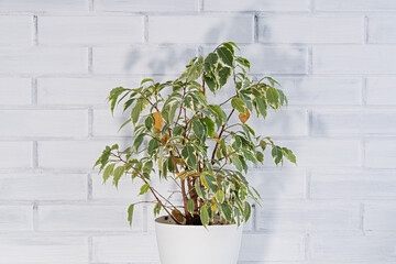sick variegated ficus benjamina houseplant against white brick wall