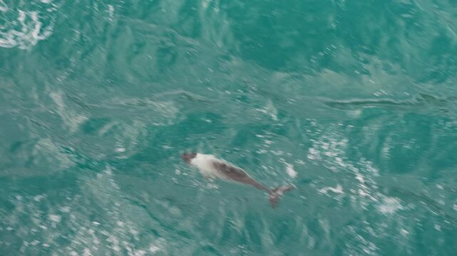 A Commerson&rsquo;s dolphin follows a ship near the Falkland Islands, leaping through waves in a playful display. Captured from a close distance with striking clarity.