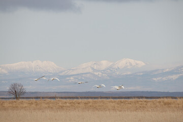 Flock of swans flying over grassy wetlands in Notsuke Peninsula, Hokkaido, Japan