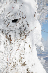 A hole in a frozen tree trunk in winter